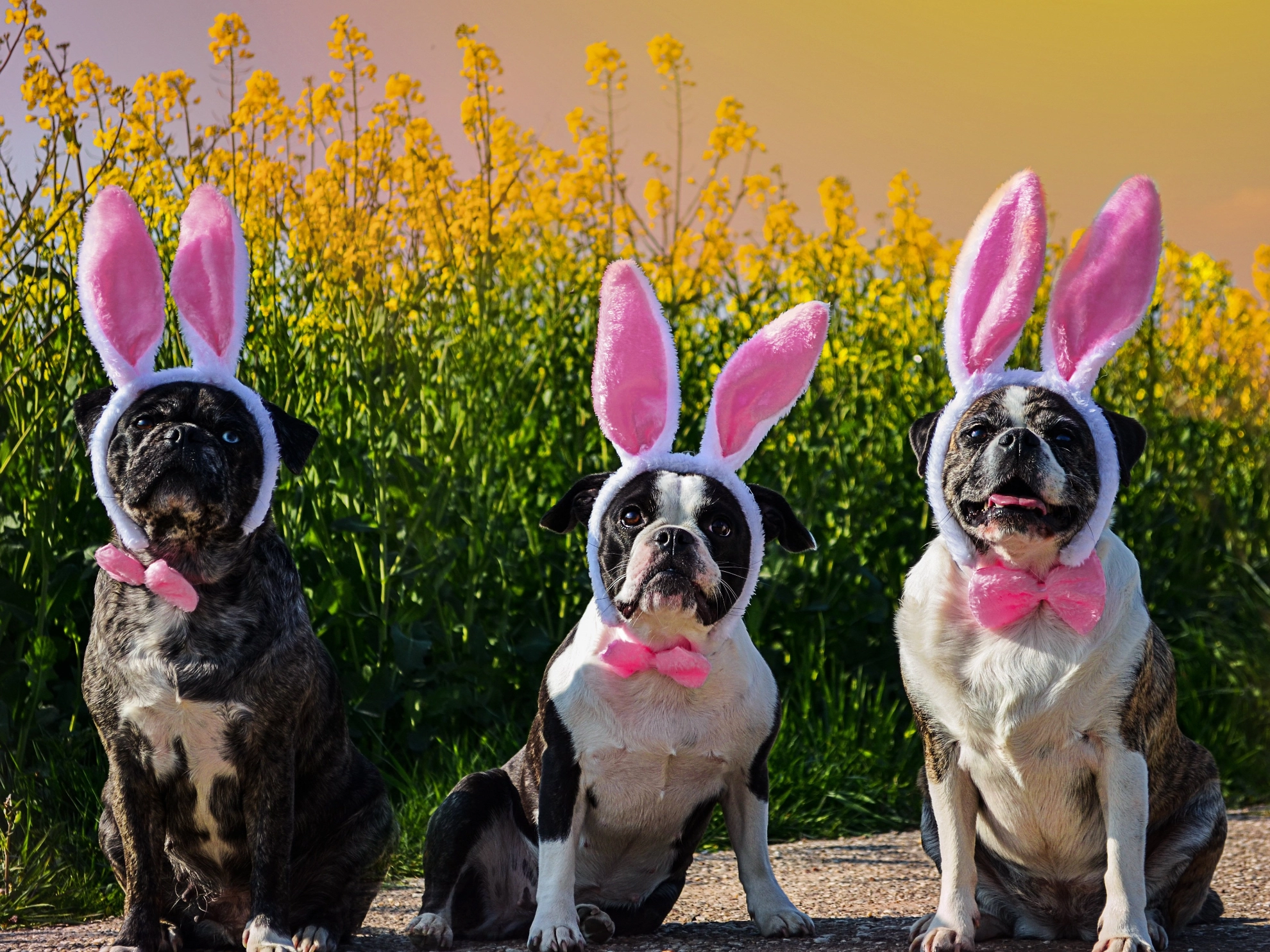 Symbolbild Ostern Osterhase Ohren